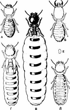     Amitermes hastatus (Amitermitinae). .  