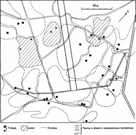 ,  Formica - lyctern  Lasius fuliginosus      ()  1968 . (Mabelis, 1979.)