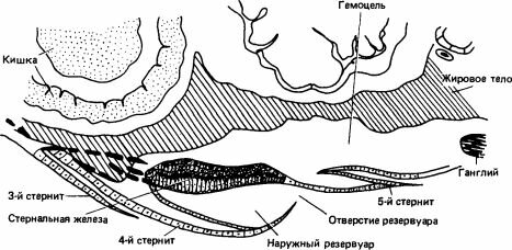        Zootermopsis nevadensis (Stuart, 1964,  Krishna, Weesner, 1970, p. 205.)