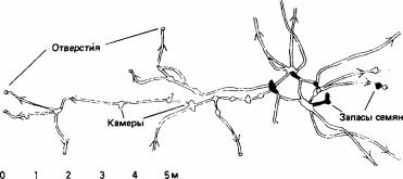  Messor arenarius,   . .  . . . (Delye, 1971.)