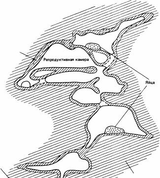     Pseudacanthotermes militarise   