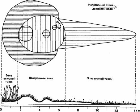        Odontotermes    -  