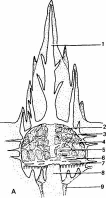      Macrotermes bellicosus