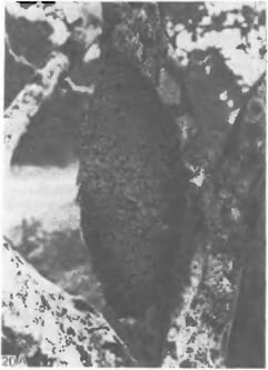 Картонные гнезда муравья Azteca chartifex (Dolichoderinae) (А) и термита Nasutitermes sp. на лимонном дереве (Б) в Тринидаде