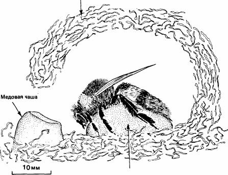Гнездо Bombus terrestris (в разрезе) на ранней стадии; можно видеть самку, инкубирующую расплод в восковой ячейке. (Alford, 1975.)