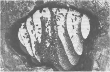 Гнездо шмеля Bombus lucorum