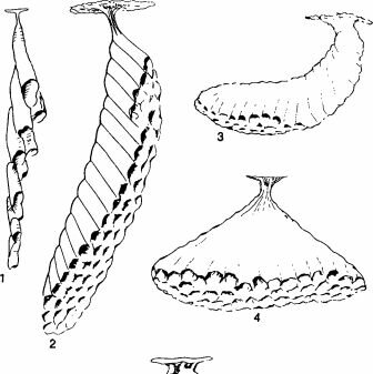 Форма гнезда у разных видов Polistes