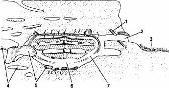 Гнездо Vespula rufa в разрезе