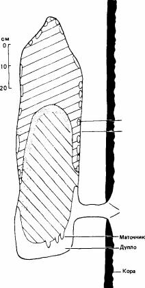 Гнездо медоносной пчелы в дупле дерева. (Seeley, Morse, 1976.)