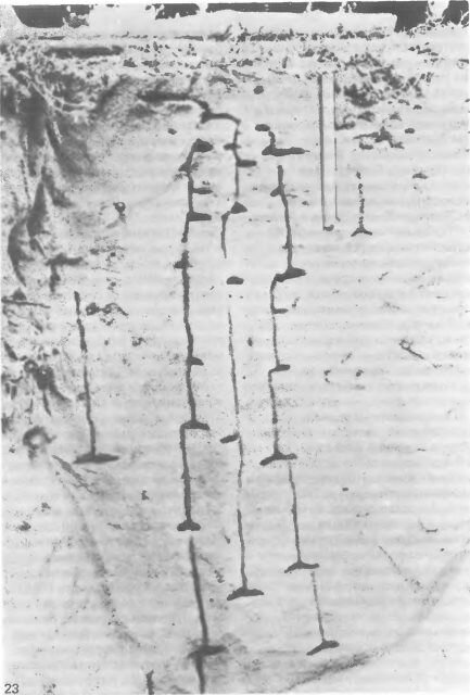  Accmtholepis custodiens,   