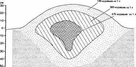    ()    Formica polyctena ()         () (Coenen-Stass et al., 1980.)