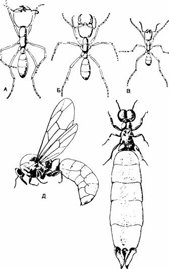 Касты Апотта nigricans. Рабочие особи (А-В) и самка (Г) бескрылые, а самец (Д)-крылатый. (Из Grasse, 1951, по Forel.)