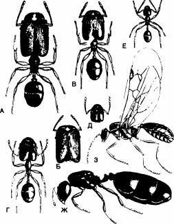 Полиморфизм самок у Pheidole. А-Е. Рабочие особи. Ж. Бескрылая матка. 3. Самец. (Wheeler, 1910.)