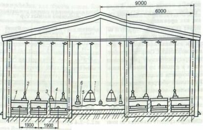 Схема размещения обору дованиитичнике скомбинированными полами для выращивания ремоншею молодняка мясных кур (мм)