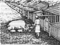 Летний лагерь для свиней