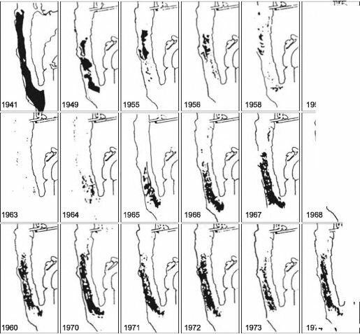 Динамика келпов Macmcystis pyrifera у Point Loma, Калифорния
