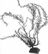 Sargassum muticum. По Rueness (1998)