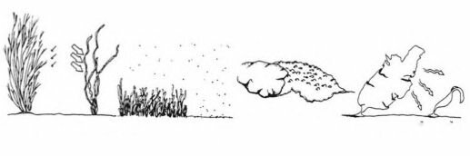   .  Olson, Lubchenco (1990)