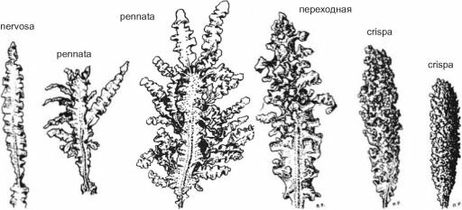 Апикальные сегменты талломов филлофоры различных морфологических типов