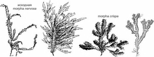 Морфотипы пргжреплённой Phyllophora nervosa. По О.В. Максимовой, П.В. Рыбникову (1993)