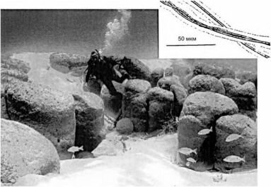 Современные строматолиты. Общий вид и микроскопическое строение. По Littler, Littler (2001)