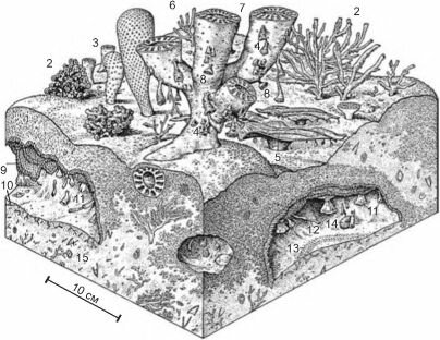 Реконструкция нижнекембрийского рифа