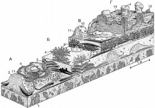 Реконструкция позднедевонского рифа (360 млн. лет назад)