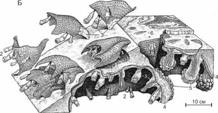 Реконструкция рифов поздней перми (260 млн. лет назад)