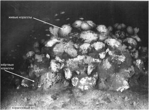  Lophelia pertusa.  Fossa et al. (2000)