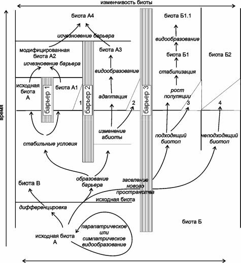Распространённое представление об образовании видов и биот. По Myers, Giller (1988). Объяснения в тексте