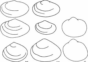 Жизненные формы инфаунных двустворчатых моллюсков Арала. По С.И. Андреевой (2001).