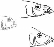 Haplochromis compressiceps — рыбы