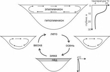 Вертикальная циркуляция в пресных водоёмах высоких и умеренных широт