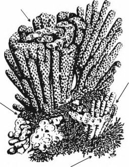         - .  Braga, Martin (1988)