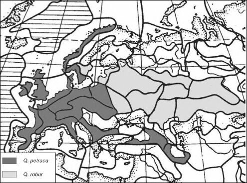 ЦС, в которых эдификаторами климакса являются Quercus petraea и Q. robur.