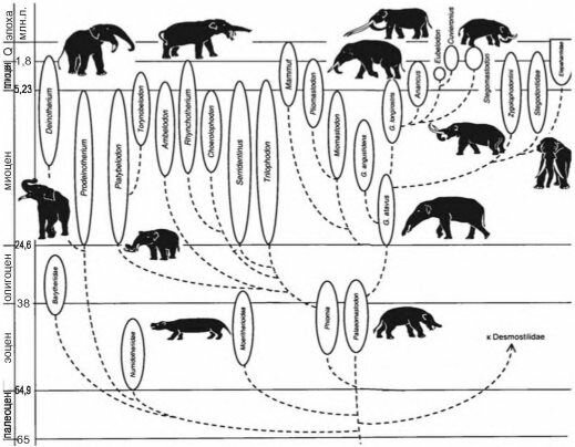Филогенетическое древо хоботных. По А.К. Агаджаняну (2004)