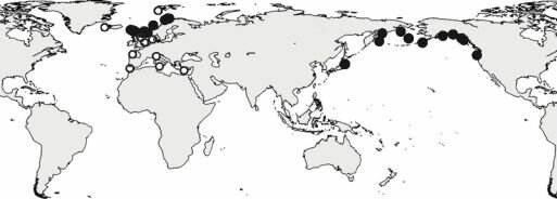 Ареал полихеты Pectinaria auricoma