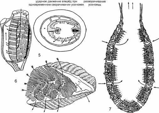 Фильтраторы эпифауны твёрдых грунтов