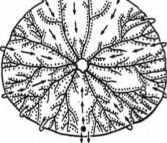  .    Dendraster - tricus   