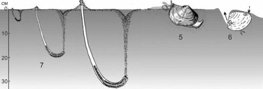 Собирающие детритофаги