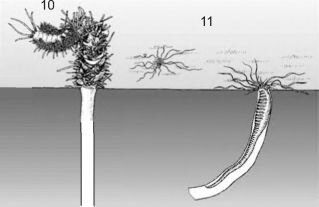 Собирающие детритофаги