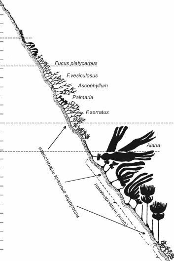 Схема распределения водорослей на скалистом берегу Па-де-Кале. По Gessner (1955)