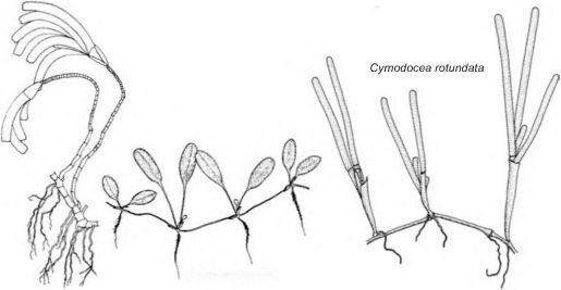  .  Menez, Phillips, Calumpong (1983)