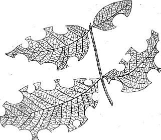 Лист грецкого ореха, поврежденный пчелами рода Megachile Latr. (ориг.)