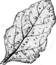 Лист свеклы, поврежденный листоедом Chaetonema bre- viuscala FaU. (ориг.)