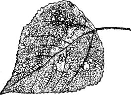 Лист тополя, скелетированный тополевым листоедом (ориг.)