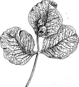 Галлы тли Slavum lentiscoides Mordv. на листе фисташки (ориг.)