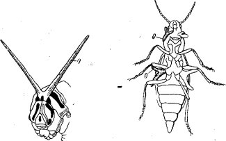 Осметерии гусеницы Papilio macbaon L. (слева) и жука Malachias bipustulatus, L. (по Берлезе и Клеменцевичу)