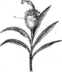 Часть соцветия и прилегающих листьев Euphorbia pulcherrima Willd. (ориг.)