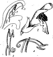 Цветок шалфея (по Тимирязеву)